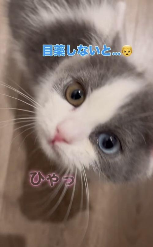 飼い主さんに答えて鳴く子猫