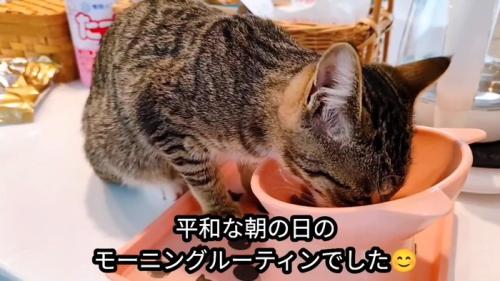 ごはんを食べる子猫
