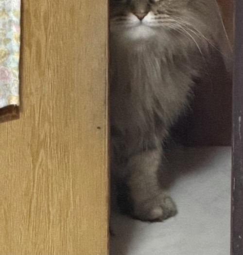 ドアの前にいる猫