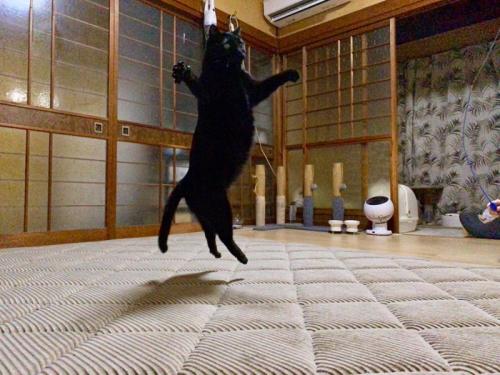 跳び上がる黒猫