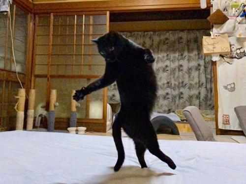 立っている黒猫