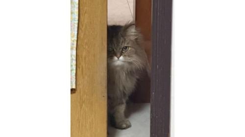 ドアの前にいる猫