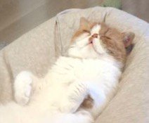 クッションの上で気持ち良さそうに眠る猫の寝顔