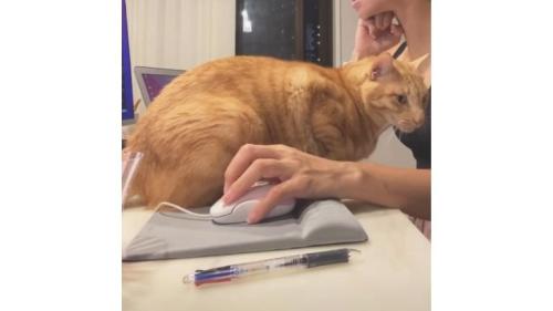 作業台にいる猫