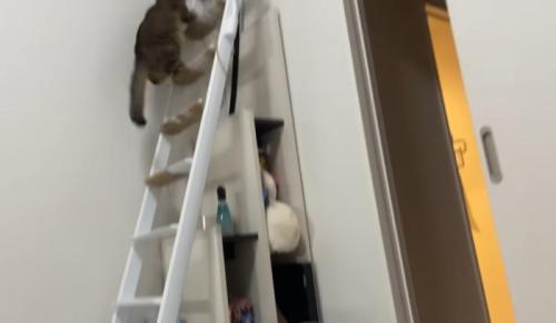 階段はしごを登る猫