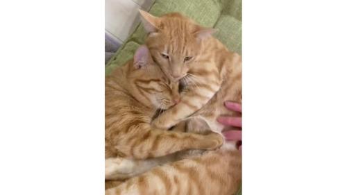 室内にいる猫たち