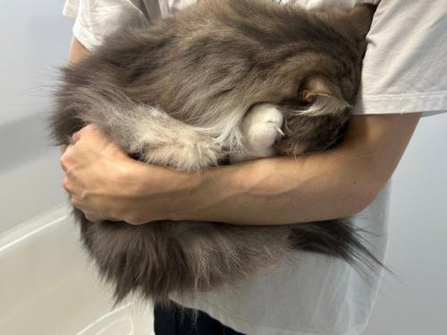 飼い主の腕の中で丸まる猫