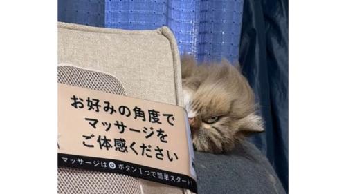 室内にいる猫