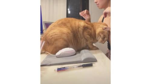 作業台にいる猫