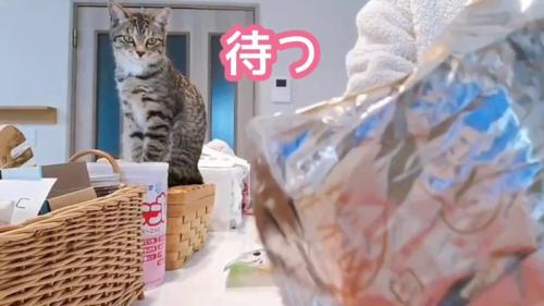 お座りする子猫