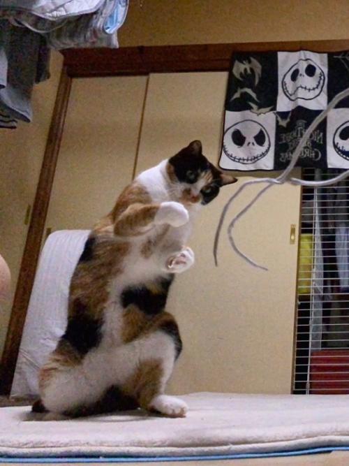 立っている三毛猫