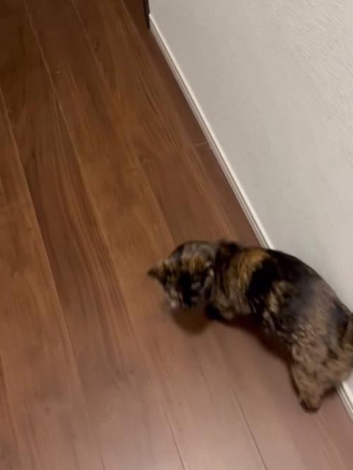 振り向く猫