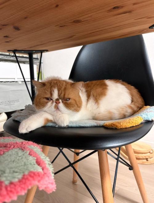 椅子の上でまどろむ猫