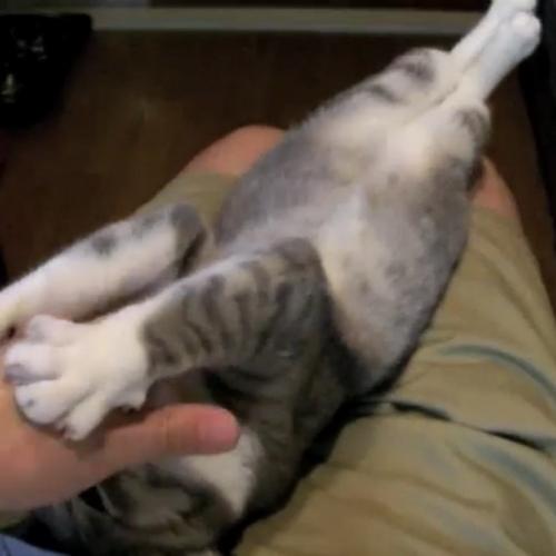 飼い主さんに手を伸ばす猫の写真