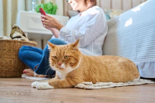 スマホに夢中の女性と猫