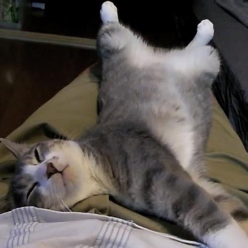 くつろぐ猫の写真2