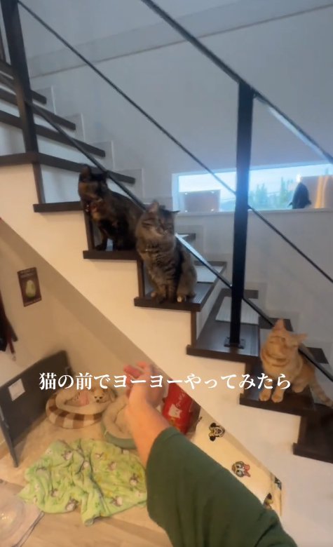 画面右側を見つめる3匹の猫