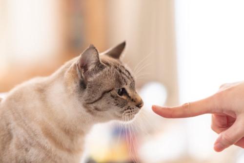 指を見つめる猫