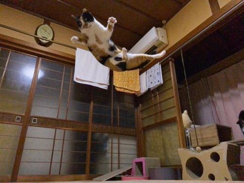 跳ねる三毛猫