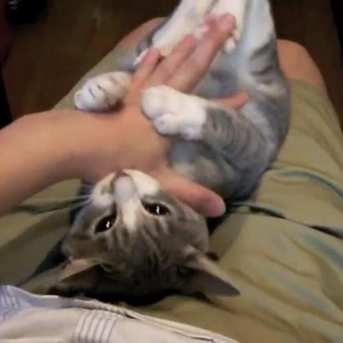 飼い主さんの手を甘噛みする猫の写真2