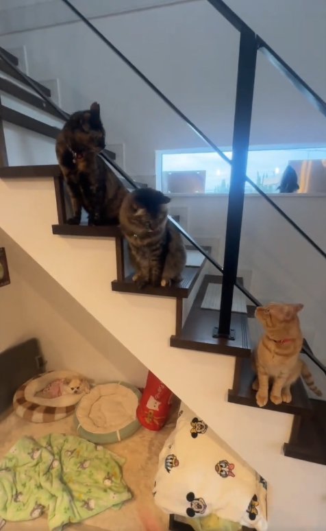見つめ合う両端に座る猫たち