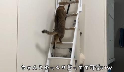階段はしごを登る猫