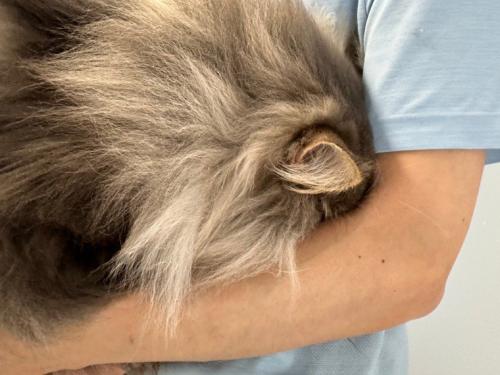 人の腕の中に顔を埋める猫
