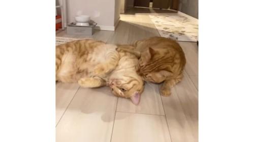 室内にいる猫たち