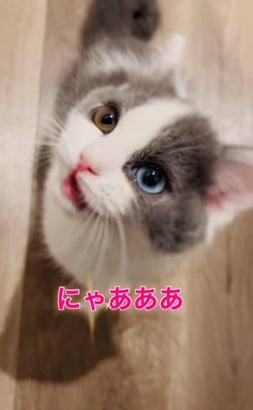 飼い主さんに答えて鳴く子猫