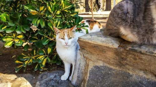 トルコの野良猫たち
