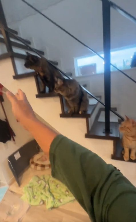 撮影者の手の先を見つめる3匹の猫