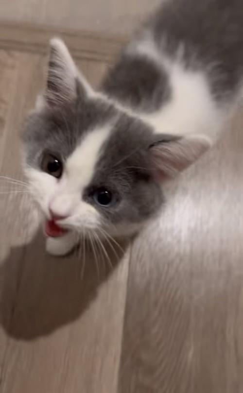 飼い主さんに答えて鳴く子猫