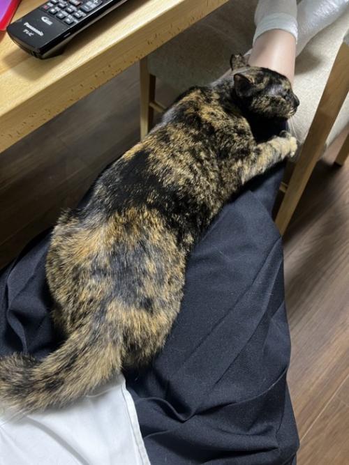 人のひざの上に乗る猫