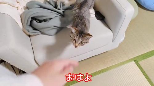 ソファーの上にいる子猫