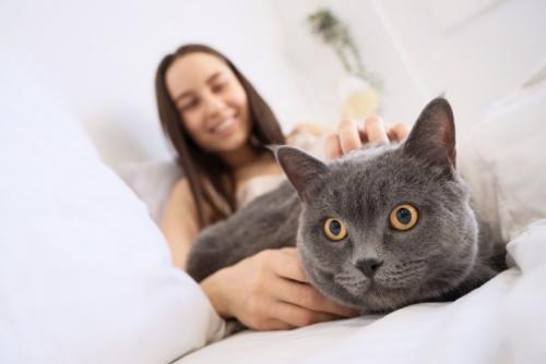 女性に撫でられている猫