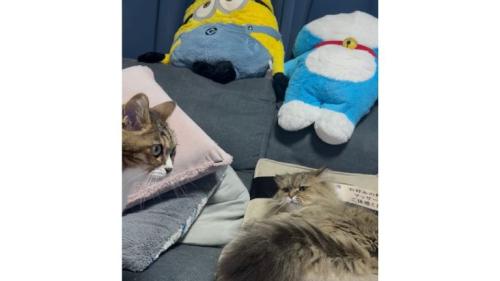 室内にいる猫