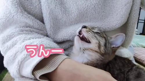 上を見て鳴く子猫
