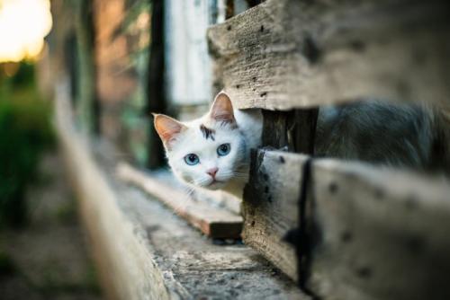 外の様子をうかがう猫