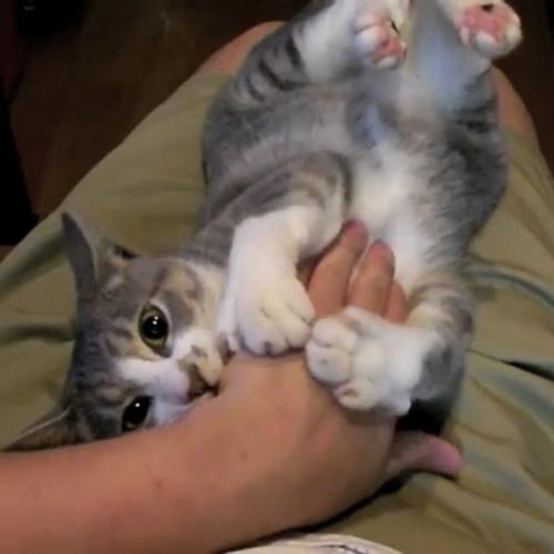 飼い主さんの手を甘噛みする猫の写真5