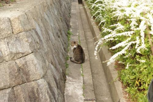 迷子猫