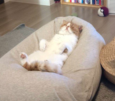クッションの上で仰向けになって眠る猫