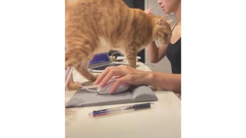 作業台にいる猫