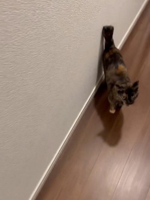 人の後をついて歩く猫