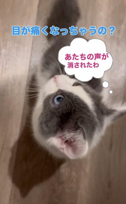息子さんの声に戸惑う子猫