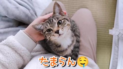 見上げる子猫