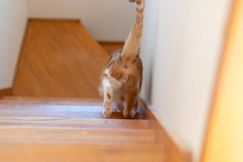 おしりを向けて階段をくだる猫
