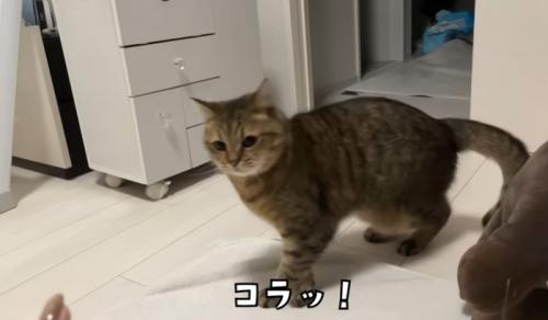 飼い主に怒られる猫