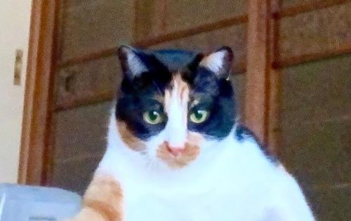 三毛猫の顔