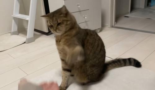 パンチを繰り出す猫