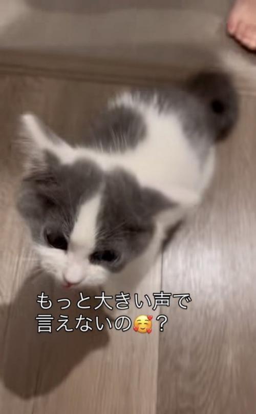 飼い主さんに話しかけられる子猫